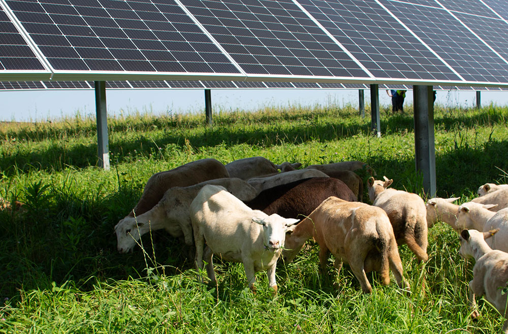 Sheep grazing under the shade of a solar array at Tyto Solar.