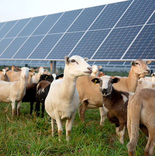 Solar Grazing Manages Vegetation at MGE’s Tyto Solar